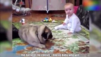 小狗逗小孩搞笑视频,小狗与小孩欢乐互动瞬间